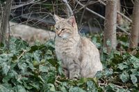 Котка №125; Няма коментари