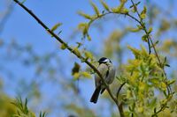 Синигер; Няма коментари