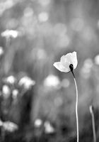 без име ( ID=2583442 ); Коментари:2