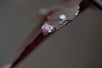 rain drops and macro lens …; Коментари:2