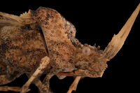 Ръбеста дървеница (Phymata crassipes).; Коментари:5