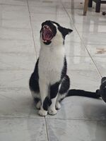 Мавра е гладна; comments:2