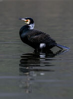 Голям корморан  (Phalacrocorax carbo); Коментари:2