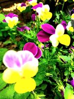 без име ( ID=2584561 ); Няма коментари