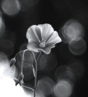 без име ( ID=2584646 ); Коментари:13