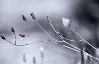 no name ( ID=2584735 ); comments:11