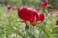 без име ( ID=2584755 ); Коментари:1