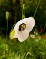 без име ( ID=2584806 ); Коментари:5