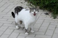 Котка №129; Коментари:3