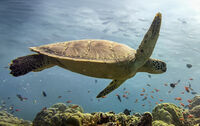 no name ( ID=2584970 ); comments:5