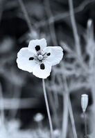 no name ( ID=2585059 ); No comments