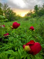 no name ( ID=2585068 ); comments:4