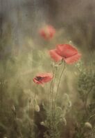 no name ( ID=2585116 ); comments:17