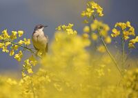 no name ( ID=2585156 ); comments:11