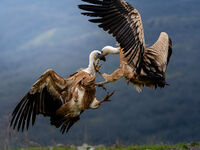 no name ( ID=2585229 ); comments:2