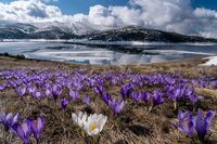 Белите минзухари на Рила…; Коментари:4