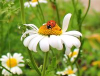 без име ( ID=2585447 ); Коментари:4