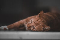 Котешки живот; Коментари:1