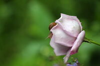 без име ( ID=2585712 ); Коментари:2