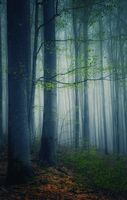 без име ( ID=2585813 ); Коментари:6