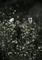 без име ( ID=2585878 ); Коментари:1