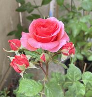 без име ( ID=2585883 ); Няма коментари