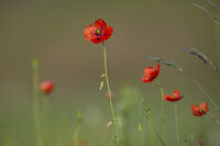 без име ( ID=2585916 ); Коментари:3