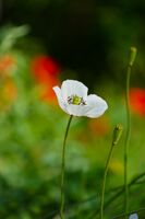 без име ( ID=2585950 ); Коментари:5