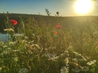 без име ( ID=2586223 ); Коментари:2