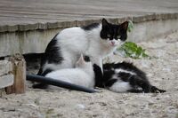 Майка котка; Коментари:4