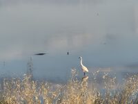 без име ( ID=2586352 ); Коментари:5