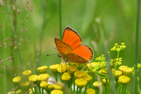 без име ( ID=2586376 ); Коментари:5