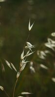 без име ( ID=2586627 ); Коментари:2