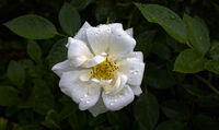 без име ( ID=2586629 ); Коментари:3