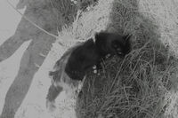 без име ( ID=2586635 ); Няма коментари
