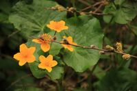 no name ( ID=2586653 ); comments:2