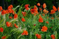 без име ( ID=2586656 ); Коментари:5