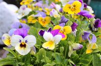 без име ( ID=2586695 ); Коментари:1
