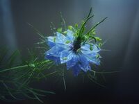 без име ( ID=2587001 ); Коментари:15