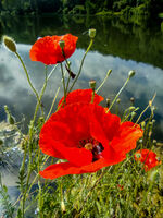 no name ( ID=2587165 ); comments:1
