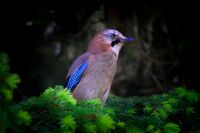 no name ( ID=2587378 ); comments:1