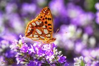 no name ( ID=2589548 ); comments:1