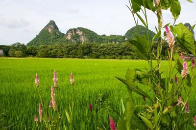 Оризови плантации, Phatthalung