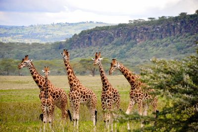 Стадо жирафи в национален парк Masai Mara, Kenya
