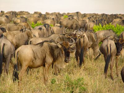 Антилопи Гну в национален парк Masai Mara