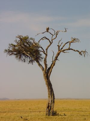 Африканска акация с кацнал лешояд