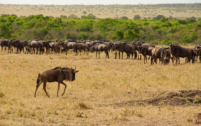 Стадо антилопи Гну в национален парк Masai Mara, Kenya