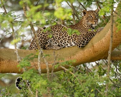 Типиюно укритие за леопард, Kenya