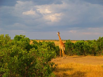 Жираф в национален парк Masai Mara, Kenya