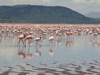 Фламинги в езерото Накуру